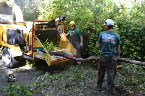 tree services Screven